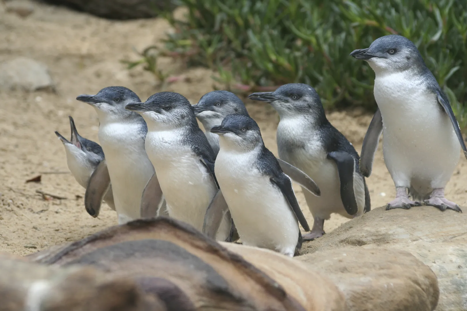 Group of little penguins gathered on sandy beach.